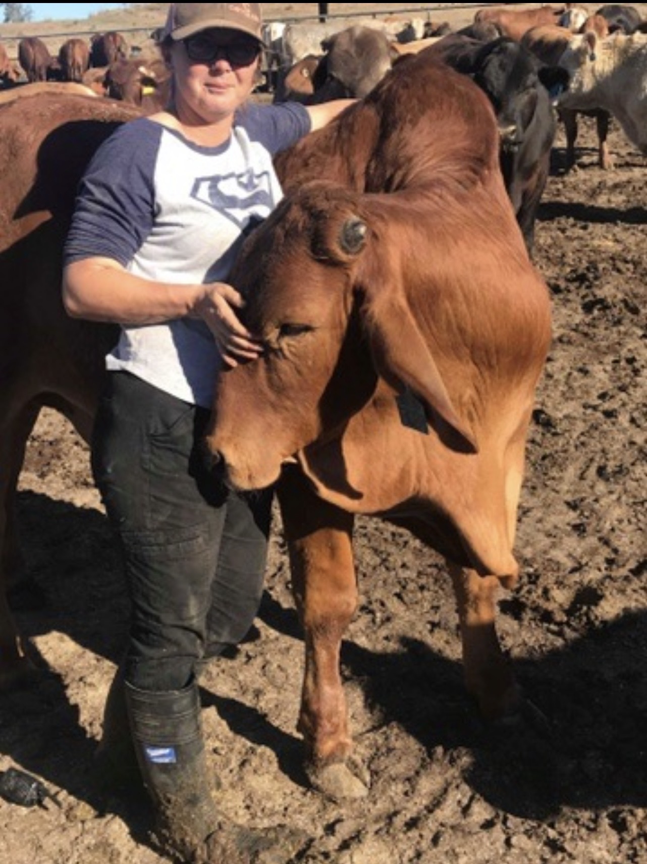 Jax with cattle in the yards