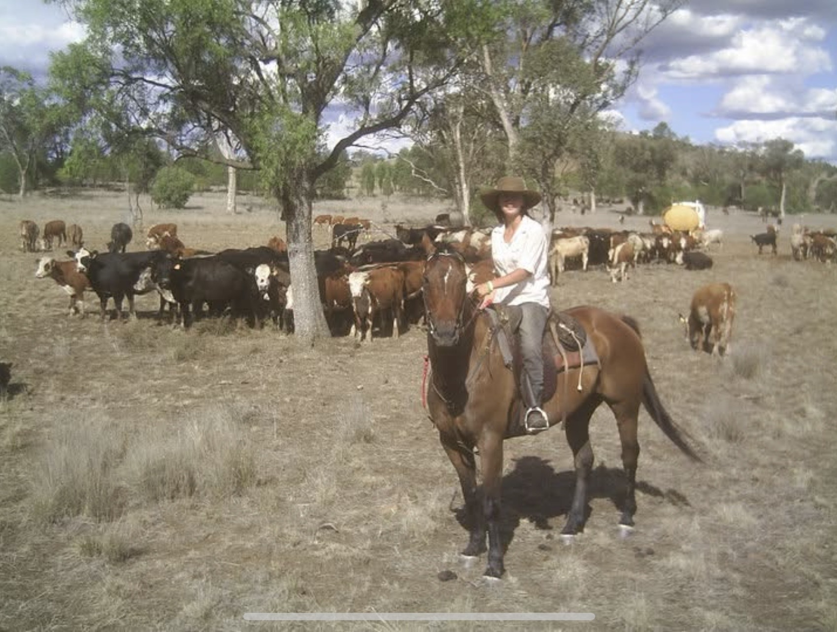 Jax mustering cattle on horseback
