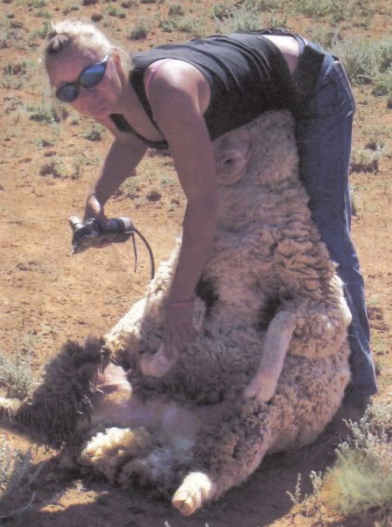 Jax working with sheep